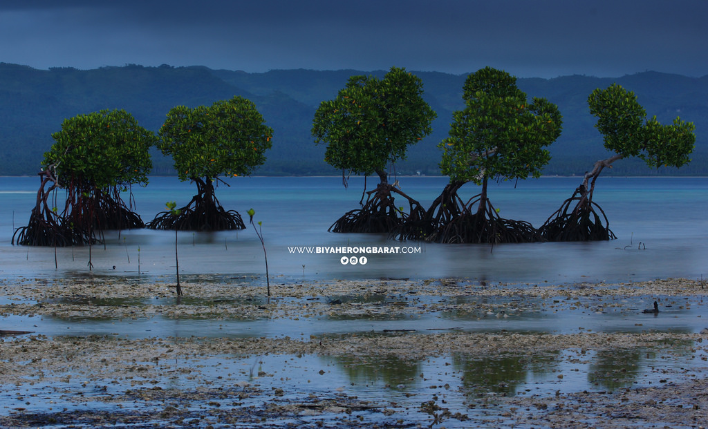 Alibijaban Island San Andres Quezon beach mangrove